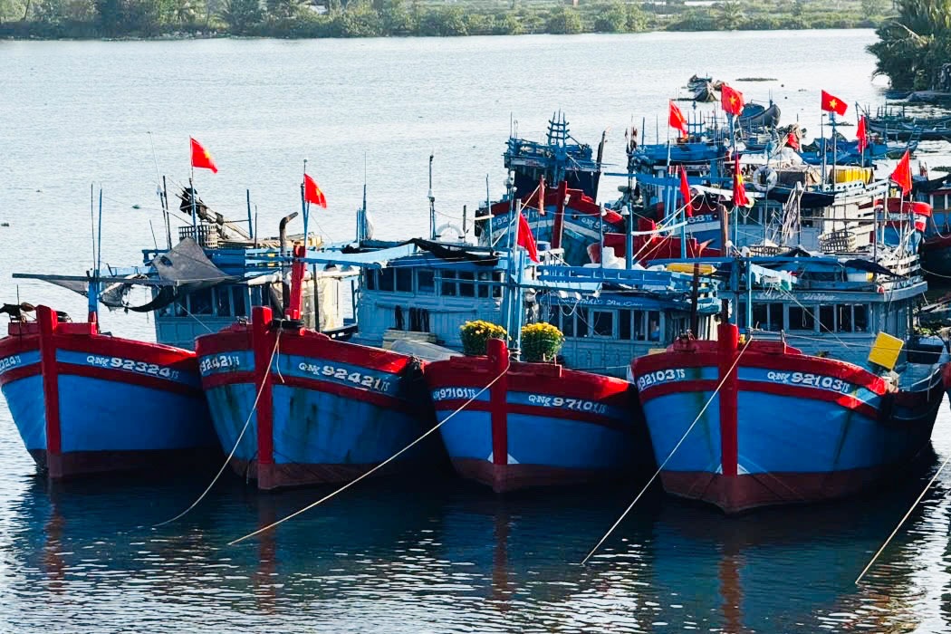 Quảng Ngãi: Hàng trăm tàu cá Quảng Ngãi: Hàng trăm tàu cá