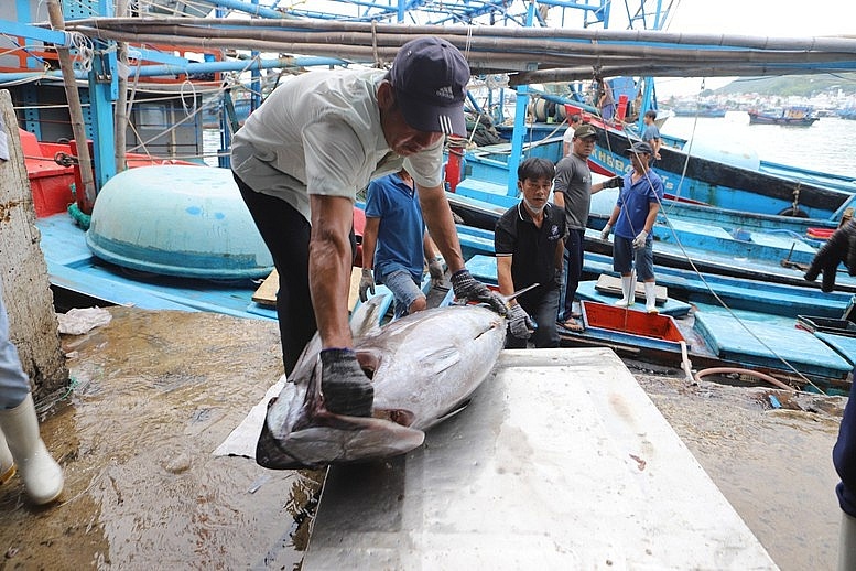 Khánh Hòa: Không cho xuất bến các tàu cá không đủ điều kiện Khánh Hòa: Không cho xuất bến các tàu cá không đủ điều kiện