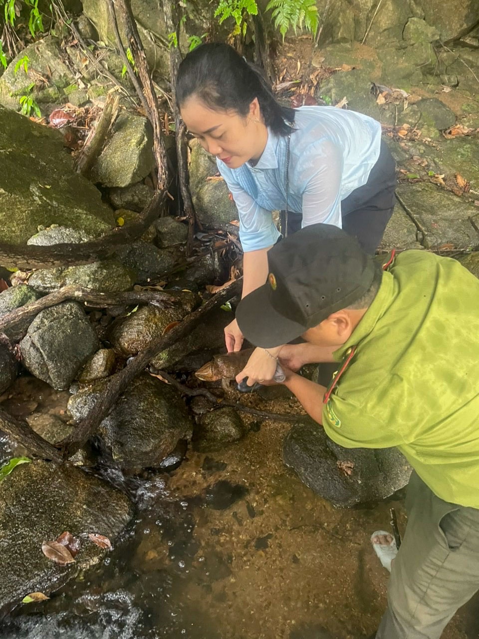 Sau khi thả lại về môi trường tự nhiên, cá thể rùa đã nhanh chóng thích nghi và tìm nơi trú ẩn. Sau khi thả lại về môi trường tự nhiên, cá thể rùa đã nhanh chóng thích nghi và tìm nơi trú ẩn.