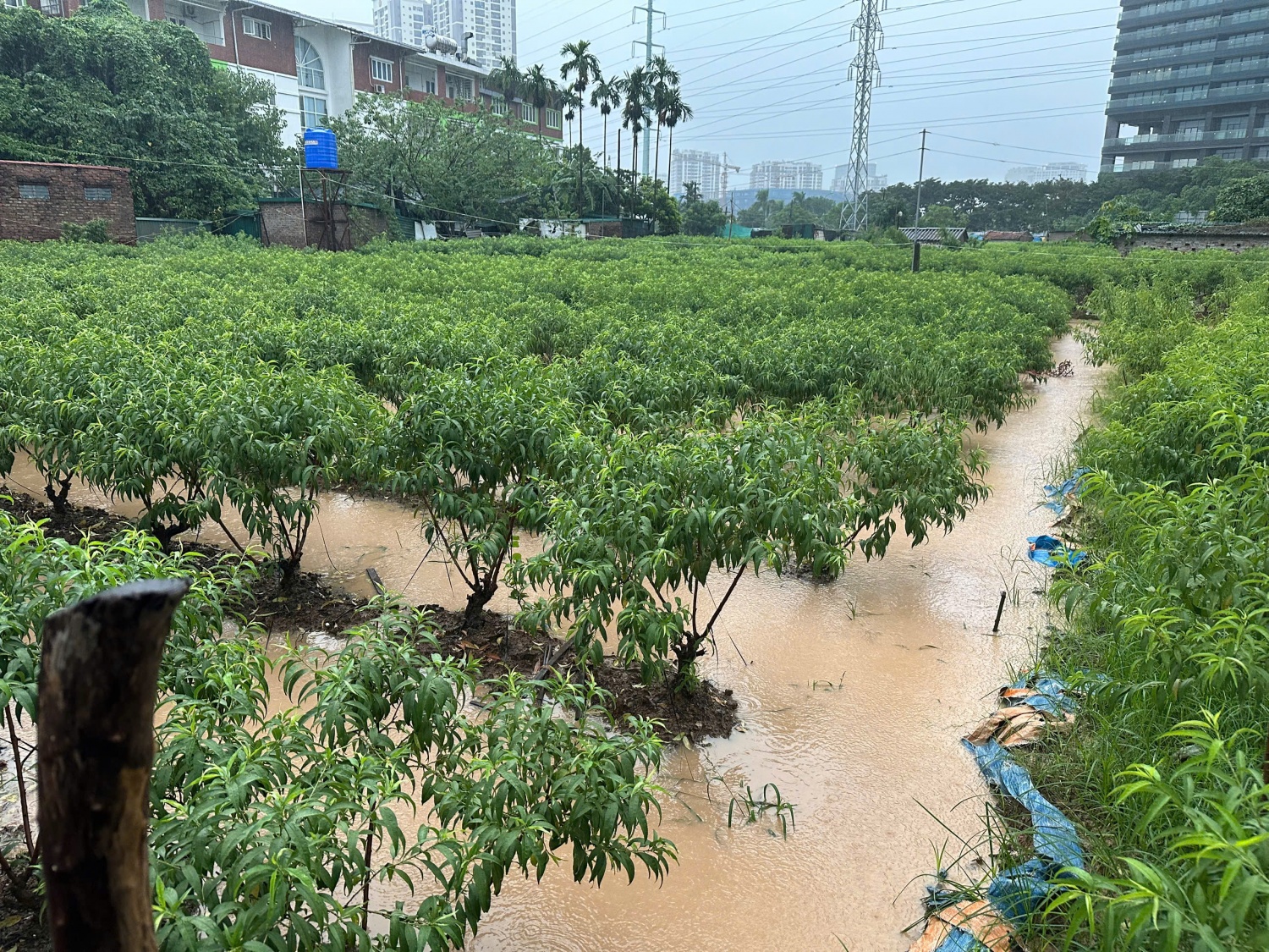 Hà Nội: Vườn đào Phú Thượng ngập trong 