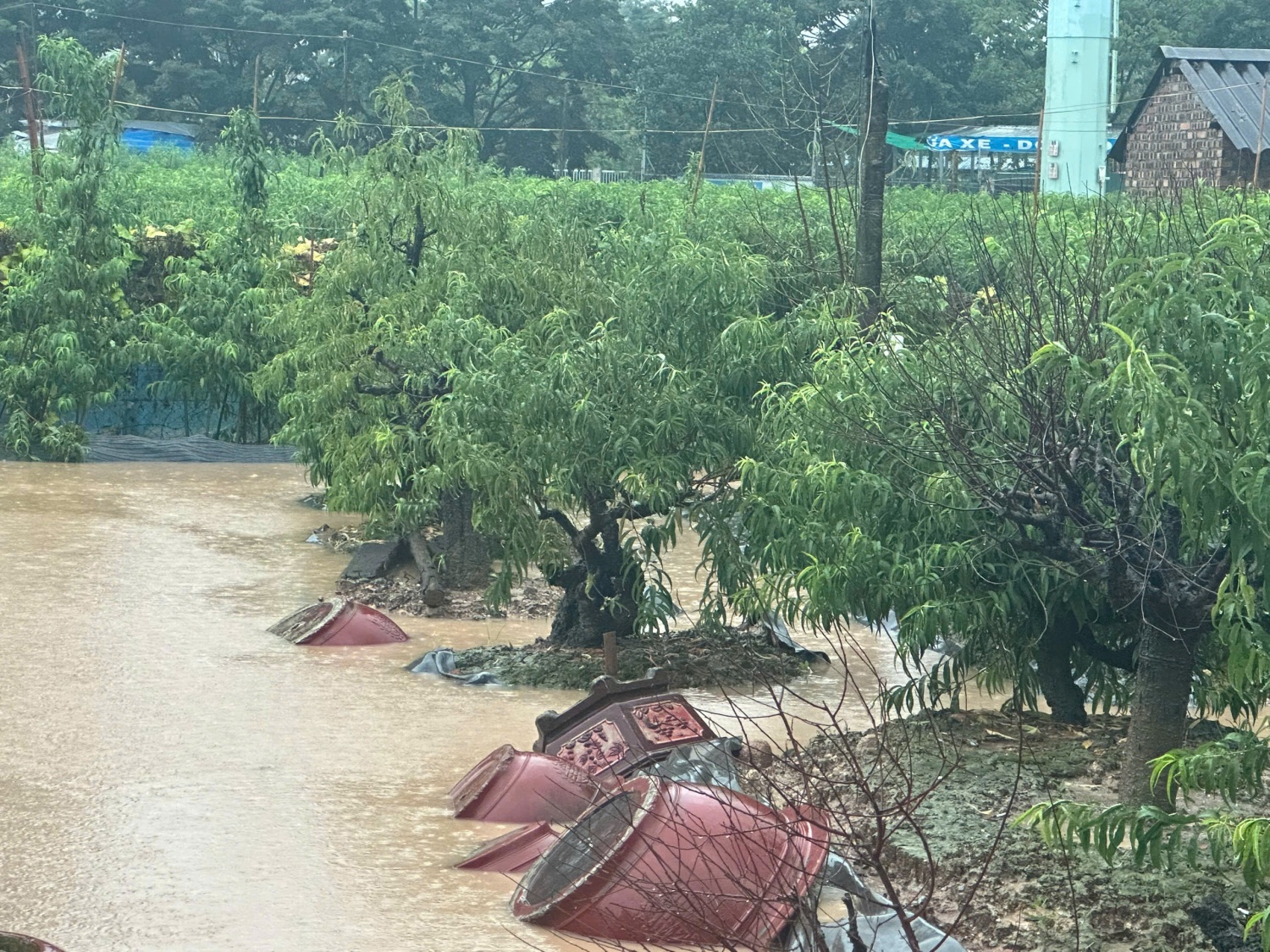 Hà Nội: Vườn đào Phú Thượng ngập trong 