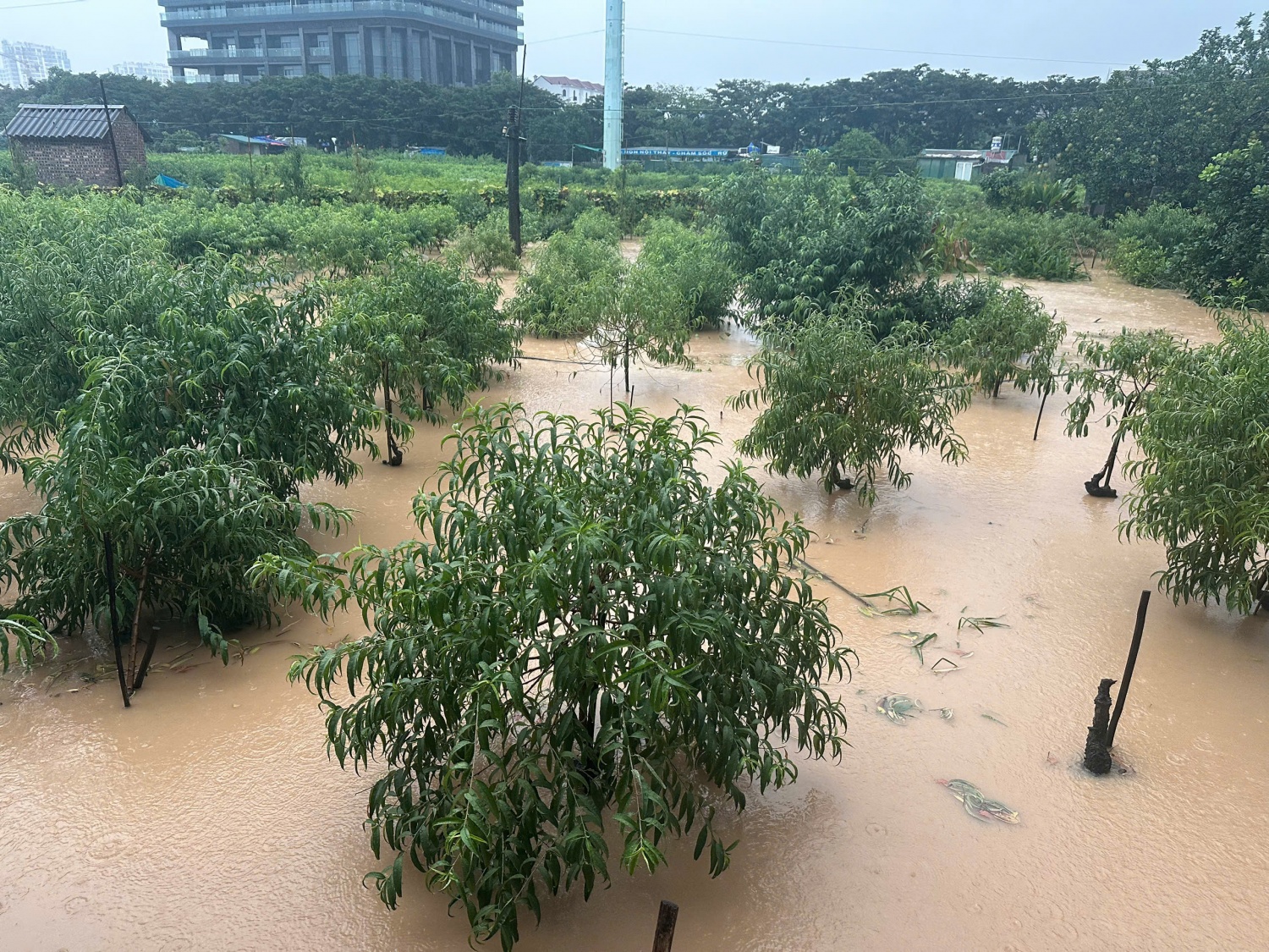 Hà Nội: Vườn đào Phú Thượng ngập trong 