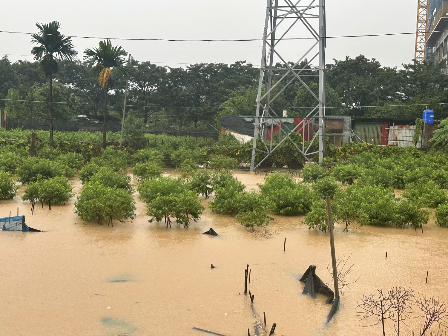 Hà Nội: Vườn đào Phú Thượng ngập trong 