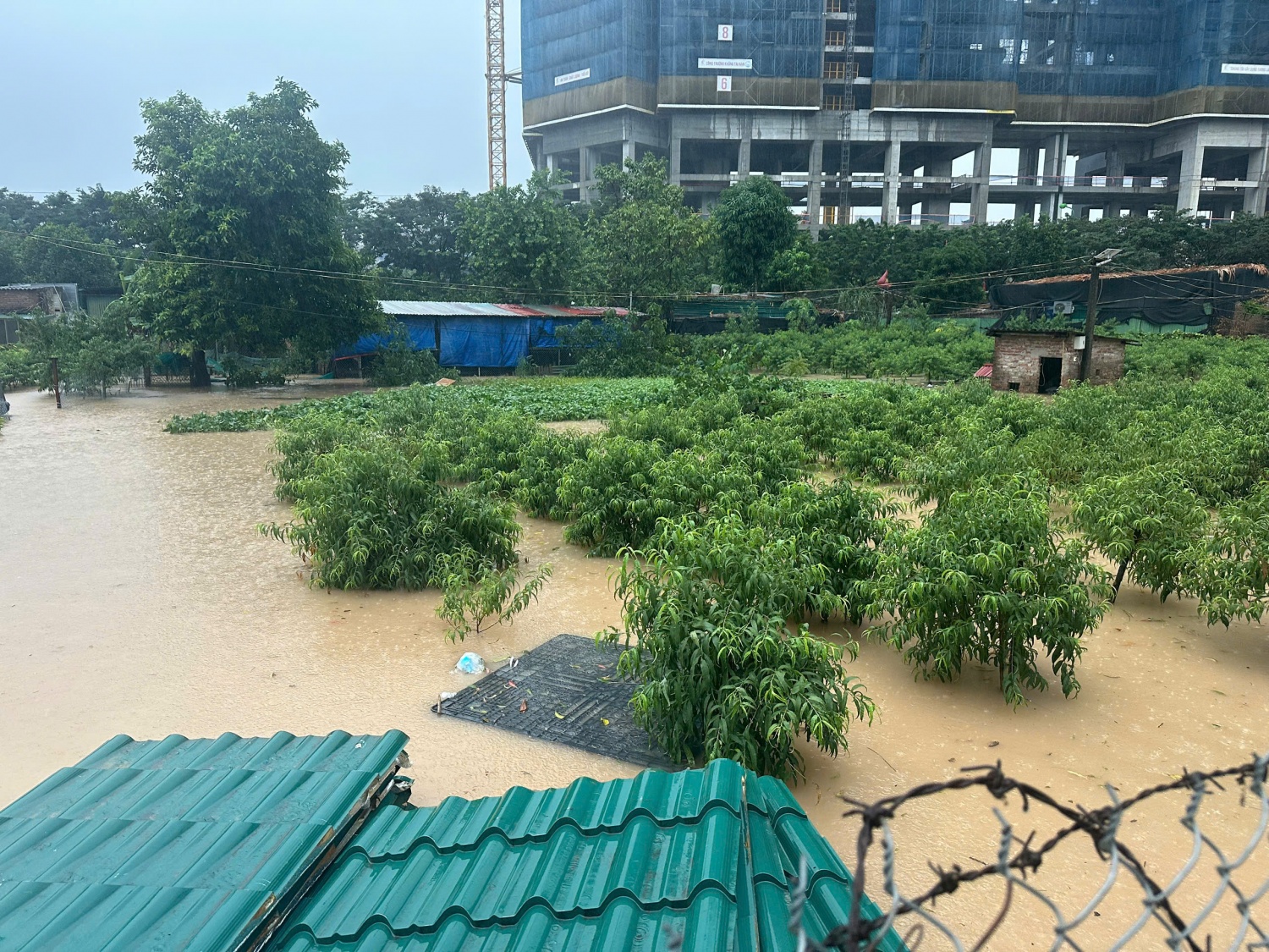 Hà Nội: Vườn đào Phú Thượng ngập trong 
