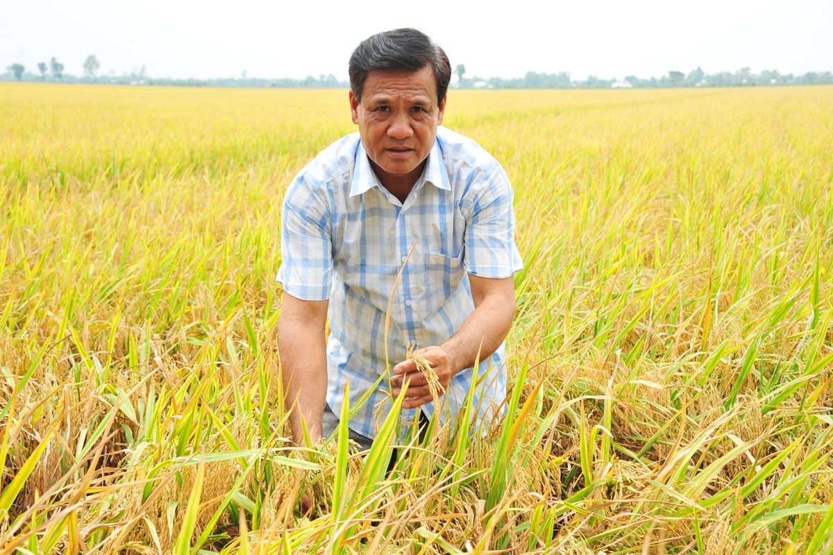 Bài 1: Những thửa ruộng biết thở ra... vàng