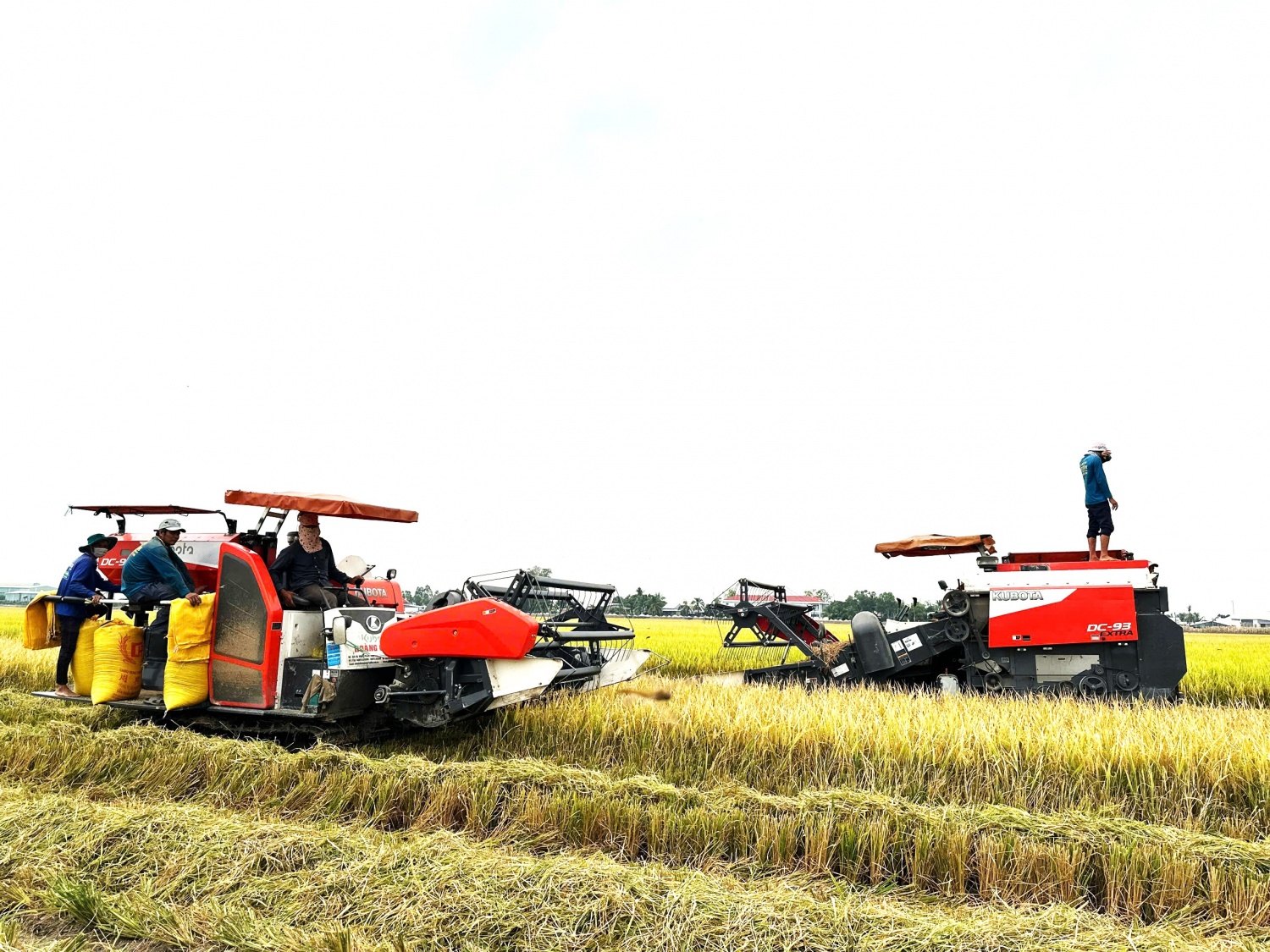 Bài 1: Những thửa ruộng biết thở ra... vàng