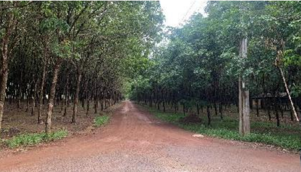 Hơn 900 ha cao su “nhường chỗ” cho 3 khu công nghiệp tại Đồng Nai Hơn 900 ha cao su “nhường chỗ” cho 3 khu công nghiệp tại Đồng Nai