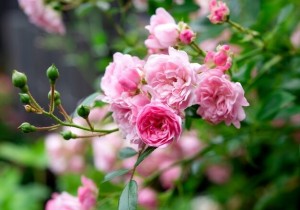 Tử vi tuần mới (11-17/5/2026): Tuổi Thân gia đạo an yên, tuổi Thìn tràn đầy năng lượng