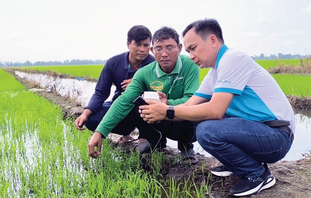 Những hạt phân bón giữ màu xanh cho đất