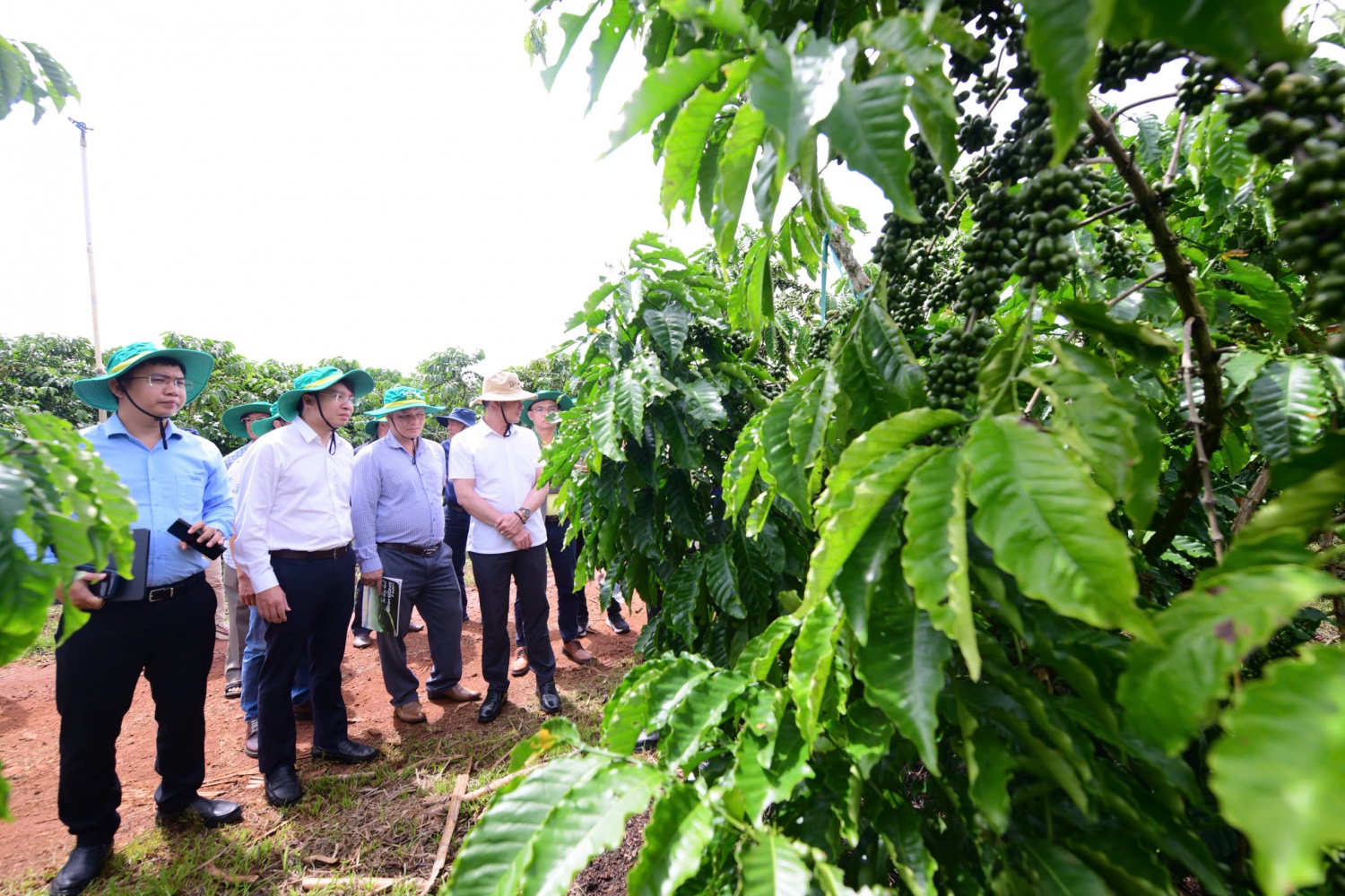 Phân bón Cà Mau đồng hành nâng chất lượng cà phê Robusta Việt từ gốc Phân bón Cà Mau đồng hành nâng chất lượng cà phê Robusta Việt từ gốc