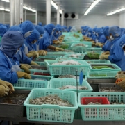 Thủy sản vượt khó nhờ FTA thế hệ mới