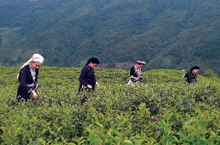 trong tra tren dai nui cao nhat vung dong bac