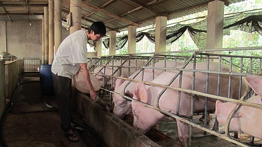Tạo điều kiện tối đa cho xuất khẩu thịt lợn tao dieu kien toi da cho xuat khau thit lon