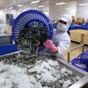 Tôm Việt - Đang mất dần lợi thế