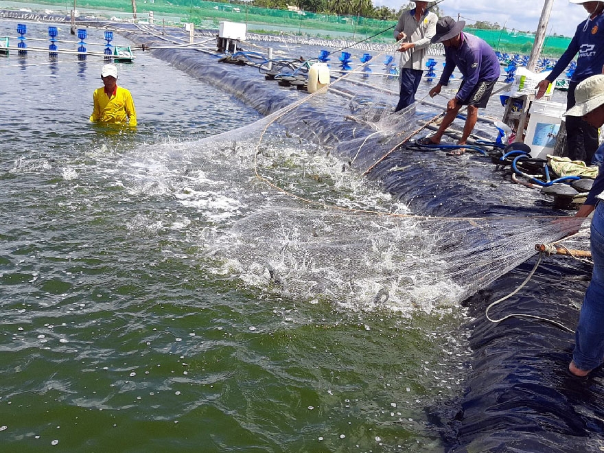 Thủy sản Việt chớp cơ hội trong đại dịch