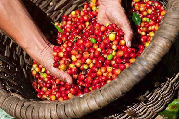 Ảnh minh hoạ. https://kinhtexaydung.petrotimes.vn Ảnh minh hoạ. https://kinhtexaydung.petrotimes.vn