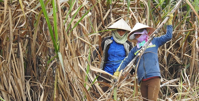 Đường nhập lậu tràn ngập - Mía đường nội lâm nguy duong-nhap-lau-tran-ngap-mia-duong-noi-lam-nguy-6