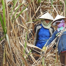 Vì sao Bộ Công Thương gia hạn điều tra lẩn tránh thương mại đối với đường mía Thái Lan?