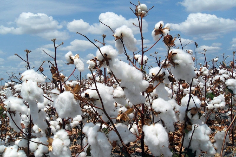 Mỹ: Bộ Nông nghiệp Hoa Kỳ (USDA) công bố hạn ngạch nhập khẩu đặc biệt cho bông Upland
