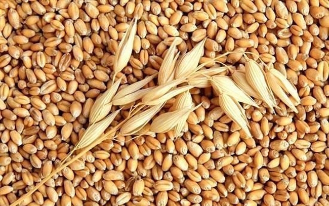 Nhập khẩu ngô và lúa mỳ của Trung Quốc trong tháng 11 đều cho thấy sự tăng mạnh