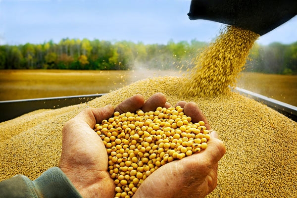 Chính phủ Argentina sẽ tổ chức một phiên đàm phán vào thứ ba tuần tới với công nhân các nhà máy ép đậu tương