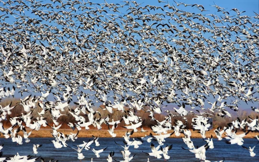 Khám phá “vùng đất mê hoặc” New Mexico