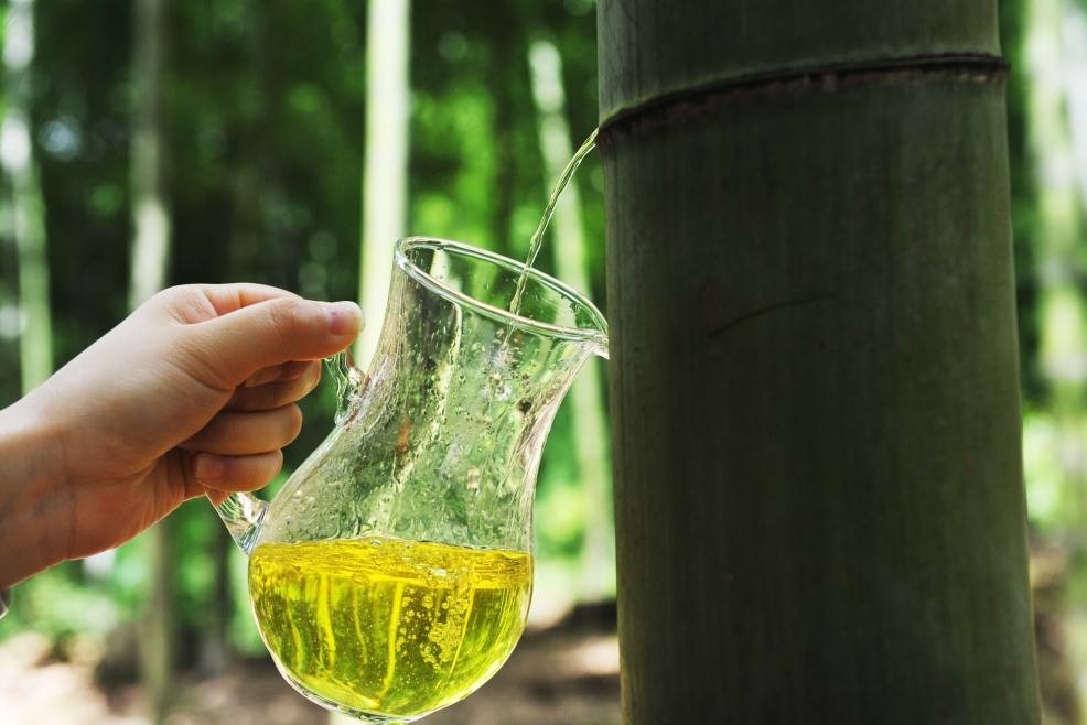 Độc đáo phương pháp ủ rượu trong ống tre tươi của người Trung Quốc Độc đáo phương pháp ủ rượu trong ống tre tươi của người Trung Quốc