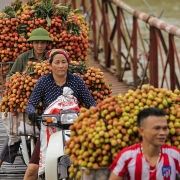 Chủ động đẩy mạnh tiêu thụ vải thiều Thanh Hà