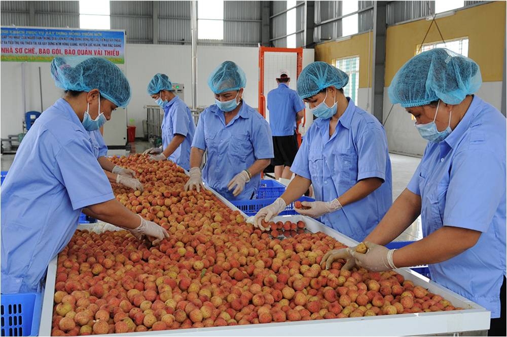 Xoay chuyển tình thế tiêu thụ vải thiều Lục Ngạn giữa tâm dịch Covid-19
