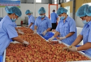 Xoay chuyển tình thế tiêu thụ vải thiều Lục Ngạn giữa tâm dịch Covid-19
