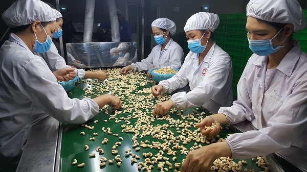 Nhiều doanh nghiệp xuất khẩu điều có nguy cơ mất hàng trăm triệu USD: Thủ tướng chỉ đạo khẩn trương tháo gỡ Nhiều doanh nghiệp xuất khẩu điều có nguy cơ mất hàng trăm triệu USD: Thủ tướng chỉ đạo khẩn trương tháo gỡ