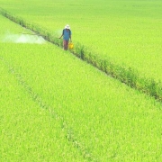 Chuyển mục đích sử dụng hơn 81 ha đất tại Long An
