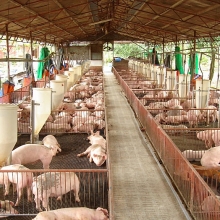 FAIRR: Các công ty chăn nuôi sẽ phải chịu tới 11,6 tỉ USD 