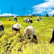 Hoàn thiện Kế hoạch phát triển kinh tế tập thể, hợp tác xã