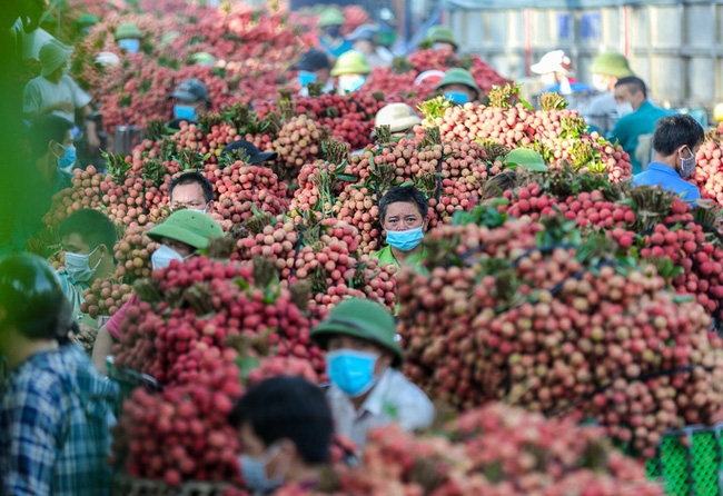 Ưu tiên lưu thông nhanh chóng xe chở vải thiều từ Bắc Giang Bộ Công Thương nỗ lực tiêu thụ nông sản như thế nào?