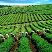 Tổng kết 10 năm thi hành Luật Hợp tác xã năm 2012