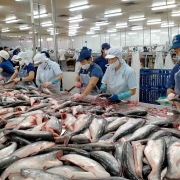 Cá tra Việt Nam chi phối 95% nguồn cá thịt trắng toàn cầu