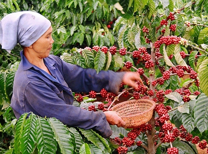 Tin tức kinh tế ngày 24/9: Giá xuất khẩu cà phê đạt mức cao nhất trong gần 3 năm