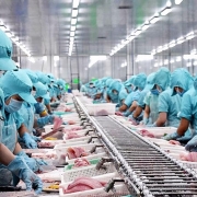 Tin tức kinh tế ngày 15/9: Mỹ giữ nguyên thuế nhập khẩu với cá tra, cá basa của Việt Nam