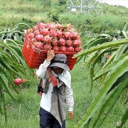 Tin tức kinh tế ngày 8/10: Thanh long Bình Thuận được bảo hộ chỉ dẫn địa lý tại Nhật Bản