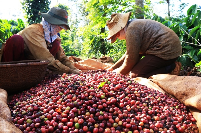 Ngành nông nghiệp có 8 sản phẩm đạt giá trị xuất khẩu trên 2 tỷ USD