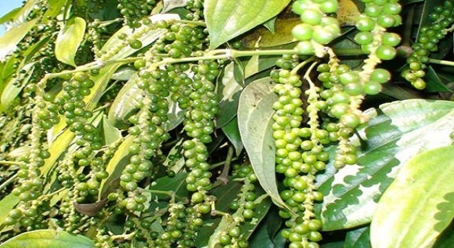 Giá tiêu hôm nay 23/2: Giao dịch ổn định