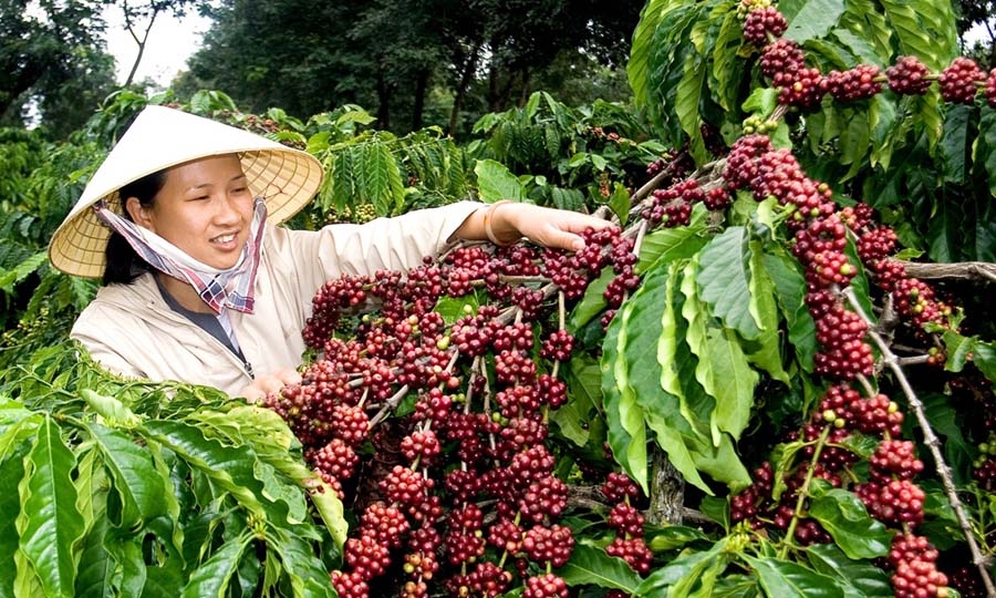 Giá cà phê hôm nay 25/4: Thị trường ghi nhận xu hướng đi lên