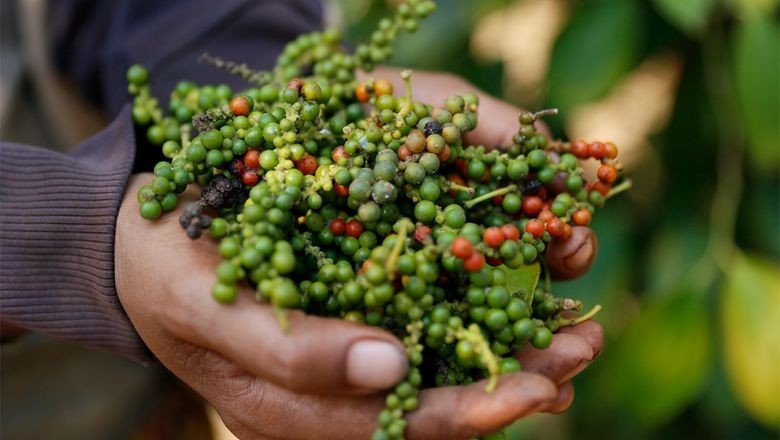 Giá tiêu hôm nay 2/5: Giá đi ngang, thấp nhất 64.000đ/kg