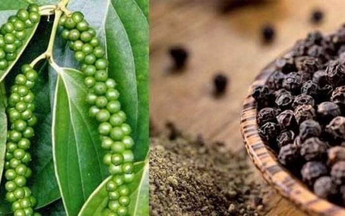 Giá tiêu hôm nay 8/5: Thế giới bất ngờ tăng nhẹ, thị trường trong nước được 