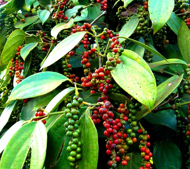 Giá tiêu hôm nay 9/5: Trong nước biến động nhẹ, cao nhất 69.000đ/kg Giá tiêu hôm nay 9/5: Trong nước biến động nhẹ, cao nhất 69.000đ/kg