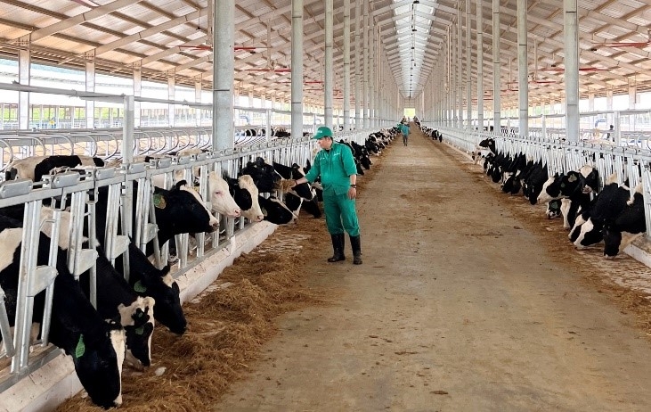 Trang trại Vinamilk Lao-Jagro tiếp nhận đàn bò sữa 1.000 con từ Mỹ