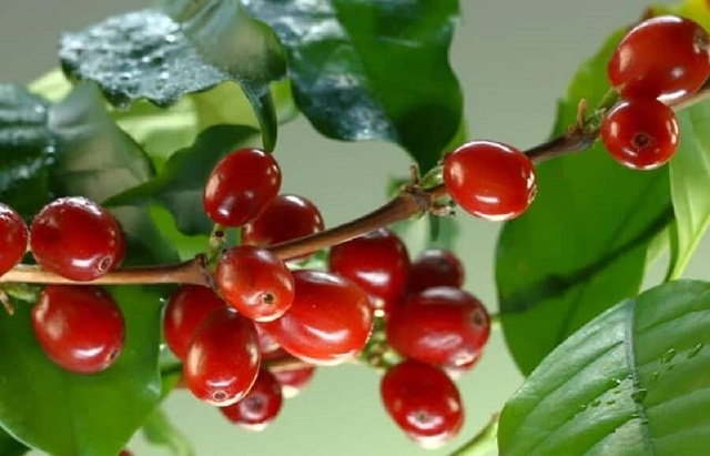 Giá cà phê hôm nay 7/8: Giảm nhẹ trên thị trường thế giới và trong nước
