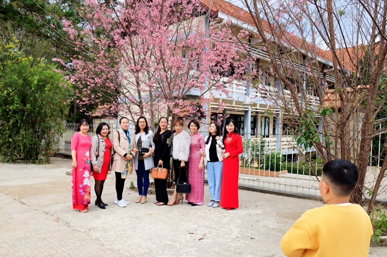 Đà Lạt rực rỡ sắc mai anh đào