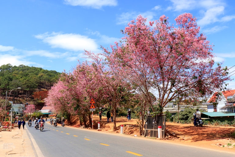 Đà Lạt rực rỡ sắc mai anh đào